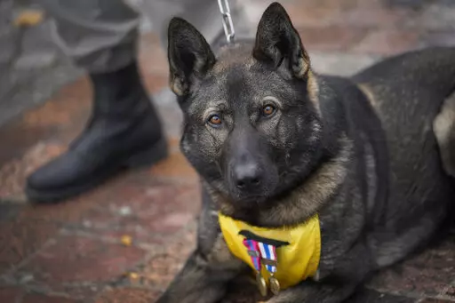A French soldier with his dog Sparcel stands at attention during a ceremony in Suippes, eastern France, Thursday, Oct. 20, 2022. France inaugurated on Thursday its first memorial paying tribute to all "civilian and military hero dogs" in Suippes, in eastern France. The monument is located on a key World War I site, echoing the important role played by dogs in U.S. and European armies at the time. (AP Photo/Christophe Ena)