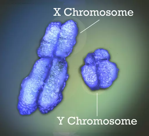 This image provided by National Institutes of Health (NIH) shows the X and Y chromosomes. Women are far more likely than men to get autoimmune diseases, illnesses like lupus or rheumatoid arthritis that occur when the immune system mistakenly attacks their own tissues. That gender disparity has baffled scientists for decades but new research may finally explain why. (Jonathan Bailey/National Institutes of Health (NIH) via AP)