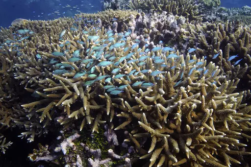 A school of fish swim above corals on Moore Reef in Gunggandji Sea Country off the coast of Queensland in eastern Australia on Nov. 13, 2022.  Australia’s environment minister said on Tuesday, Nov. 29, 2022 her government will lobby against UNESCO adding the Great Barrier Reef to a list of endangered World Heritage sites.  (AP Photo/Sam McNeil, File)