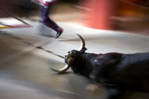 An El Tajo ranch fighting bull is pulled out of the ring after being killed by a bullfighter during a bullfight at the Las Ventas bullring in Madrid, on Sept. 29, 2016. A new animal welfare law that took effect Friday Sept. 29, 2023 in Spain outlaws the use of animals for recreational activities that cause them pain and suffering but allows bullfights and hunting with dogs. (AP Photo/Francisco Seco, File)