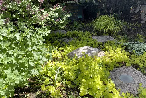 This image provided by Jessica Damiano shows the chartreuse foliage of Hakone grass and golden creeping Jenny brightening a partly shady garden on May 13, 2021, in Glen Head, N.Y. (Jessica Damiano via AP)