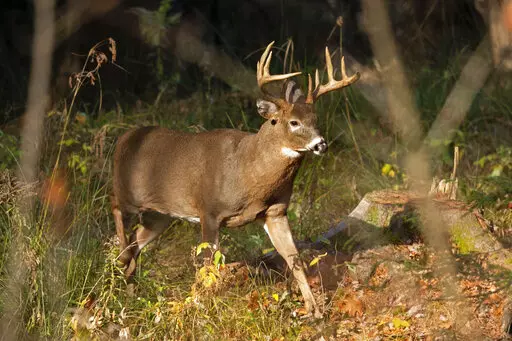 A 10-point white-tailed deer walks through the woods in Freeport, Maine, on Nov. 10, 2015. Wildlife agencies are finding elevated levels of PFAS chemicals, also called "forever chemicals," in game animals such as deer, prompting new restrictions on hunting and fishing in some parts of the country. (AP Photo/Robert F. Bukaty, File)
