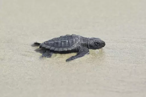 This undated photo provided by the Coastal Protection and Restoration Authority in August 2022 shows a newly hatched Kemp's ridley sea turtle making its way out to the Gulf of Mexico from Louisiana's Chandeleur Islands. The world’s smallest and most endangered sea turtle is nesting in barrier islands east of New Orleans, La., for the first time in 75 years, officials said Wednesday, Aug. 17, 2022. (Coastal Protection and Restoration Authority via AP)