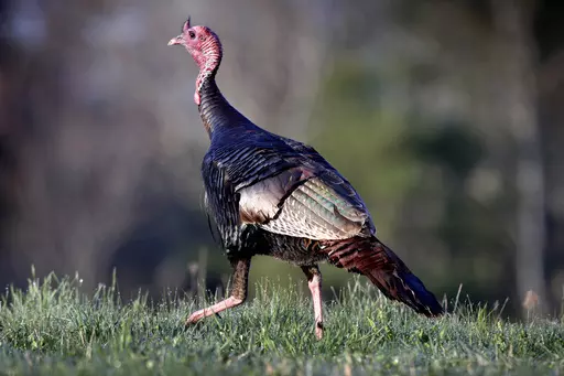A wild turkey crosses a field in Freeport, Maine, Monday, May 4, 2020. Kansas has canceled its fall turkey hunting season, state officials announced Friday ,Sept. 15, 2023, amid a decline in turkey populations across the Midwest and Southeast. (AP Photo/Robert F. Bukaty, File)