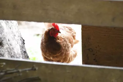 A chicken looks in the barn at Honey Brook Farm in Schuylkill Haven, Pa., on April 18, 2022. An outbreak of avian flu is forcing farmers to cull their flocks and leading to concerns about even higher food prices. While it doesn't pose much of a threat to humans, the outbreak is prompting a new wave of some of the same conspiracy theories that emerged from the COVID-19 pandemic. (Lindsey Shuey/Republican-Herald via AP, File)