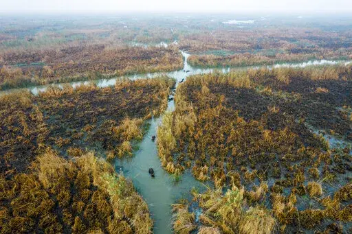 Water buffalos seek out water in the marshes of Chibayish following severe summertime shortages in Dhi Qar, Iraq, Saturday, Nov. 19, 2022. (AP Photo Anmar Khalil)