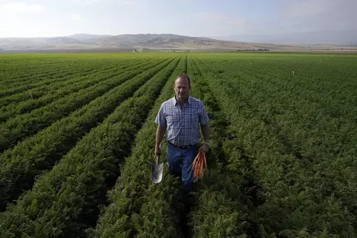 Jeff Huckaby, president and CEO of Grimmway, walks on a carrot field owned by the company, Thursday, Sept. 21, 2023, in New Cuyama, Calif. In the Cuyama Valley northwest of Los Angeles, two of the country's biggest carrot farmers filed a lawsuit in a bid to have their groundwater rights upheld by a judge. The move pushed hundreds of small farmers and cattle ranchers, local residents and even the tiny school district into court, and has prompted community outcry and a call for a carrot boycott. (