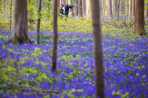 The famed bluebells are in bloom again in the Hallerbos forest south of Brussel, Belgium, on Tuesday, April 19, 2022. For the first time since the pandemic struck over two years ago, the woods featuring violet blue carpets of wild Hyacinths are packed with tourists again. (AP Photo/Olivier Matthys)