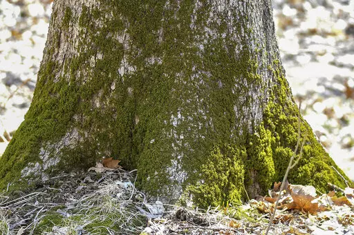 This April 2, 2019, photo provided by the Forest Preserve District of Will County, IL, shows moss growing at the base of a tree at Raccoon Grove Nature Preserve in Monee, IL. (Forest Preserve District of Will County via AP)