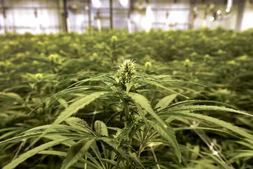 Cannabis plants growing at an indoor True North Collective facility are shown in Jackson, Mich., Wednesday, March 2, 2022. Over the past few years, Jonny Griffis has invested millions of dollars in his legal marijuana farm in northern Michigan, which produces extracts to be used in things like gummy bears and vape oils. But now that farm — like many other licensed grows in states that have legalized marijuana — faces an existential threat: high-inducing cannabis compounds derived not from th