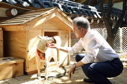 In this photo provided on Oct. 2018, by South Korea Presidential Blue House, South Korean President Moon Jae-in touches a white Pungsan dog, named Gomi, from North Korea, in Seoul, South Korea. (South Korea Presidential Blue House via AP, File)