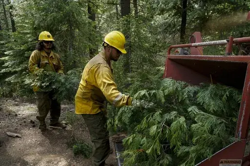U.S. Forest Service crew members put tree branches into a wood chipper as they prepare the area for a prescribed burn in the Tahoe National Forest, June 6, 2023, near Downieville, Calif. (AP Photo/Godofredo A. Vásquez, File)