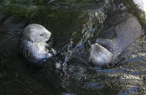 Sea otters loll in the water at the Monterey Bay Aquarium in Monterey, Calif., March 26, 2018. The Code of Federal Regulations has lots to say about how sea otters must be treated in captivity, dictating the minimum size of their pools, among other conditions. Federal regulation lends a helping hand in every corner of American life, or pokes its intrusive finger in everything, depending on your viewpoint. (AP Photo/Eric Risberg, File)