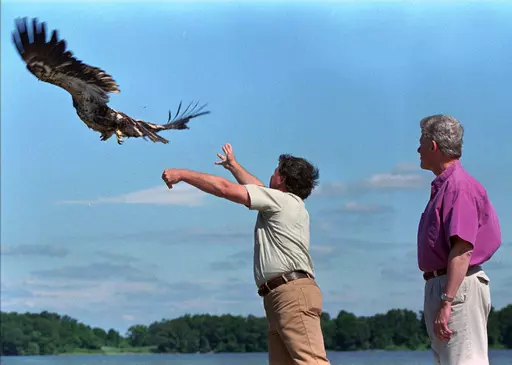 President Bill Clinton, right, watches as a young American Bald Eagle named Freedom is released into the wild along the shores of the Chesapeake Bay by U.S. Fish and Wildlife Biologist Craig Koppe during an Independence Day ceremony at Patuxent Naval Air Station, Md., July 4, 1996. (AP Photo/Denis Paquin, File)