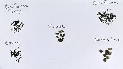 This Sept. 28, 2022, image provided by Jessica Damiano shows harvested seeds of California poppy, cosmos, zinnia, coneflower and nasturtiums. (Jessica Damiano via AP)