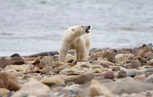 A male polar bear walks along the shore of Hudson Bay near Churchill, Manitoba, Aug. 23, 2010. Polar bears in Canada's Western Hudson Bay — on the southern edge of the Arctic — are continuing to die in high numbers, a new government survey released Thursday, Dec. 22, 2022, found. (Sean Kilpatrick/The Canadian Press via AP, File)