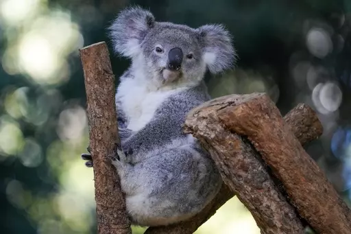 A koala sits in a tree at a koala park in Sydney, Australia, Friday, May 5, 2023. Australian scientists have begun vaccinating wild koalas against chlamydia in a pioneering field trial in New South Wales. The aim is to test a method for protecting the beloved marsupials against a widespread disease that causes blindness, infertility and death. (AP Photo/Mark Baker)