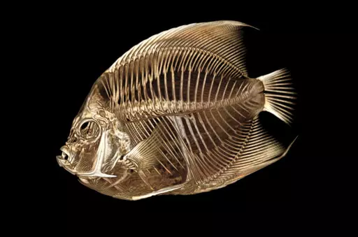 This image provided by the Denver Zoo on Monday, Sept. 4, 2023, shows a CT scan of a French angelfish. A zoo worker noticed the blue and yellow fish was swimming with a tilt. The seven-inch fish was sedated, balanced on a sponge and had water poured over its gills to keep it alive as the CT scan took place. Inflamed intestines were causing increased internal gas affecting the fish’s buoyancy. Zoo spokesperson Jake Kubie said Sunday, Sept. 3, that the fish was treated with antibiotics and is ag