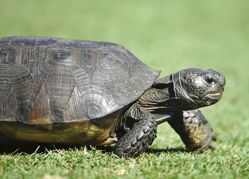 A gopher tortoise ambles along a tee box on Sept. 21, 2014 in Ponte Vedra Beach, Fla. The U.S. Fish and Wildlife Service said Tuesday, Oct. 11, 2022, that the burrowing reptiles don’t need federal protection in Florida, Georgia, South Carolina and most of far south Alabama but remain threatened in southeastern Mississippi and bits of Louisiana and southwest Alabama. (Will Dickey/The Florida Times-Union via AP)