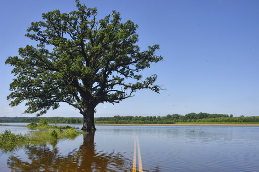 Floodwaters surround a bur oak tree southwest of Columbia, Mo., on Wednesday, June 5, 2019. A study published Tuesday, March 15, 2022, in the journal Nature Communications details how warmer temperatures and extra carbon dioxide in the air will make pollen season even more of a bother than it is now. (Kate Seaman/Missourian via AP, File)