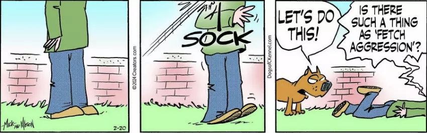 Dogs of C-Kennel for Feb 20, 2024