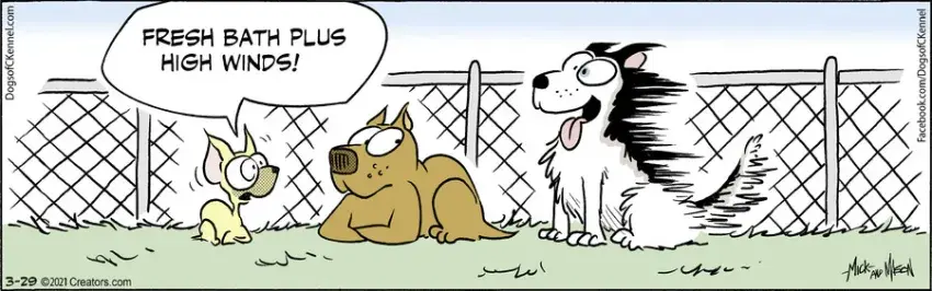 Dogs of C-Kennel for Mar 29, 2021