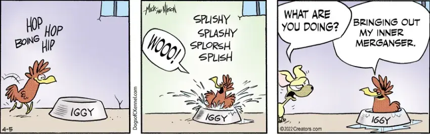 Dogs of C-Kennel for Apr 05, 2022