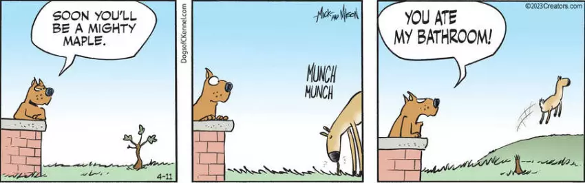 Dogs of C-Kennel for Apr 11, 2023