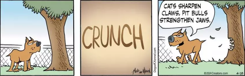 Dogs of C-Kennel for Apr 18, 2024