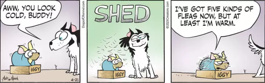 Dogs of C-Kennel for Apr 21, 2023