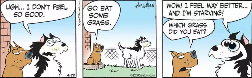 Dogs of C-Kennel for Apr 29, 2023