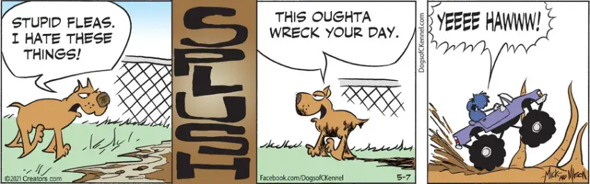 Dogs of C-Kennel for May 07, 2021