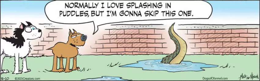 Dogs of C-Kennel for May 10, 2023