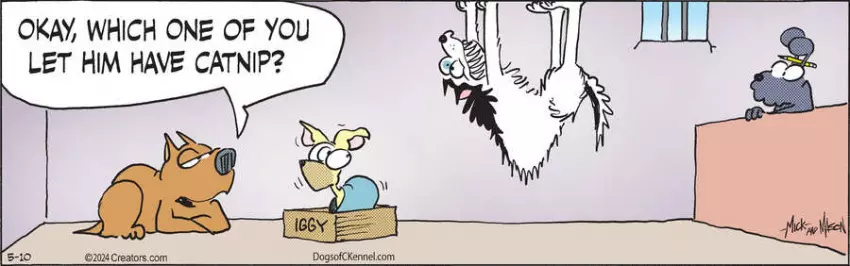 Dogs of C-Kennel for May 10, 2024