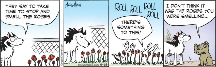 Dogs of C-Kennel for May 28, 2022