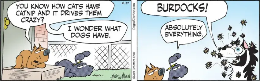 Dogs of C-Kennel for Jun 17, 2024