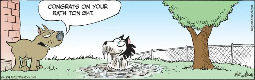 Dogs of C-Kennel for Jun 24, 2022