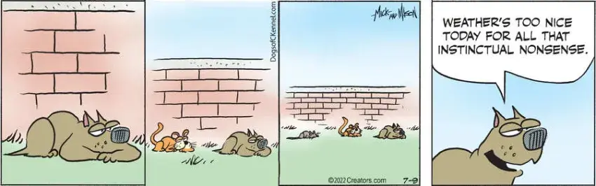 Dogs of C-Kennel for Jul 09, 2022