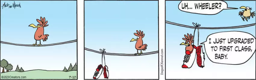 Dogs of C-Kennel for Jul 10, 2023