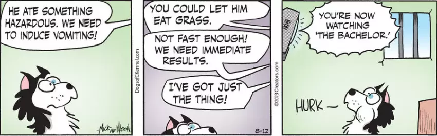 Dogs of C-Kennel for Aug 12, 2023