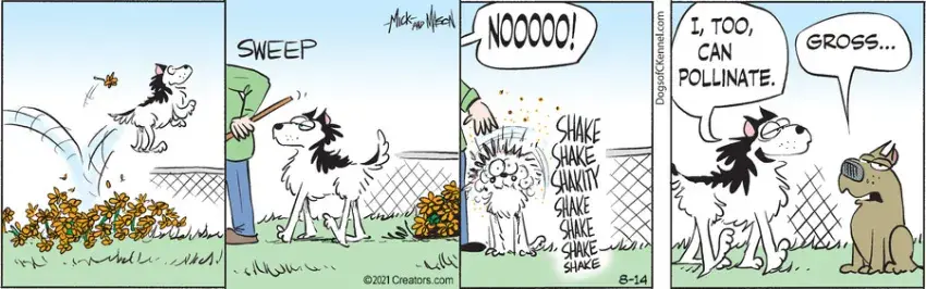 Dogs of C-Kennel for Aug 14, 2021