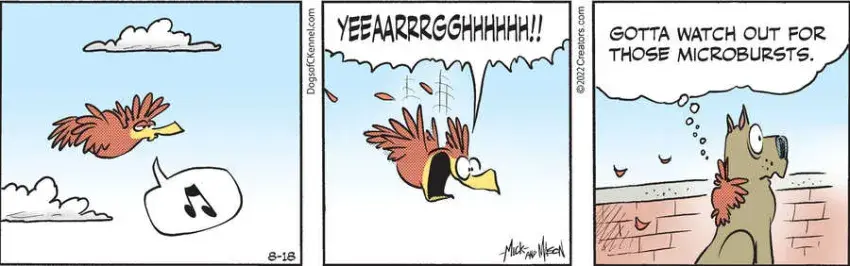 Dogs of C-Kennel for Aug 18, 2022