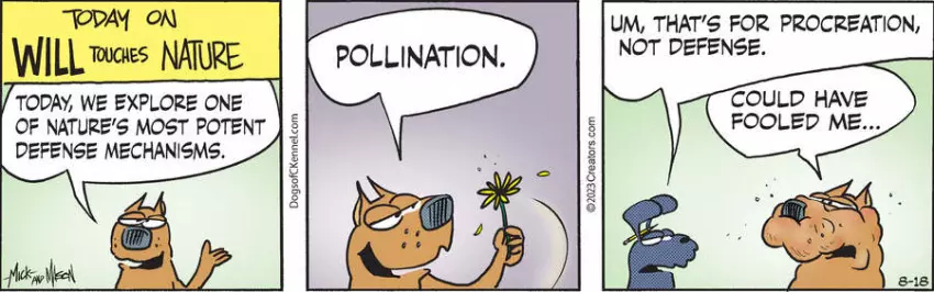 Dogs of C-Kennel for Aug 18, 2023