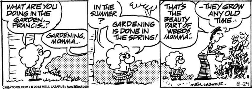 Momma for Aug 24, 2024