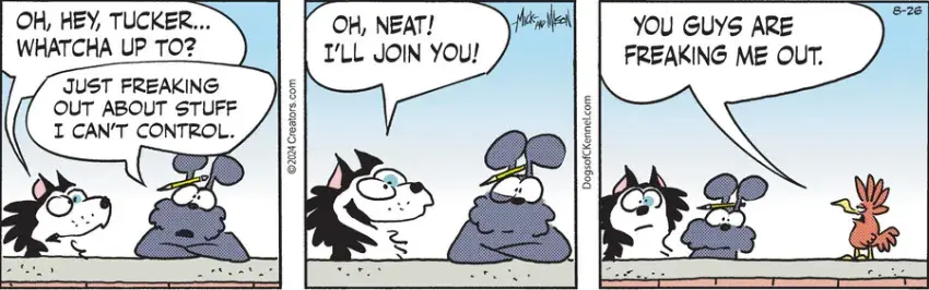Dogs of C-Kennel for Aug 26, 2024