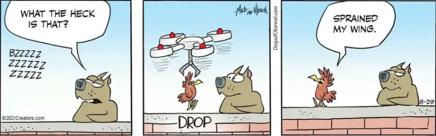 Dogs of C-Kennel for Aug 29, 2022