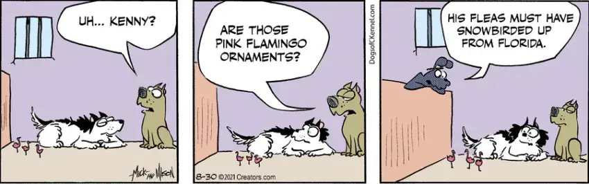 Dogs of C-Kennel for Aug 30, 2021