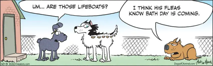 Dogs of C-Kennel for Oct 03, 2022
