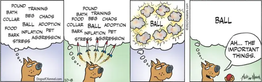 Dogs of C-Kennel for Oct 08, 2022