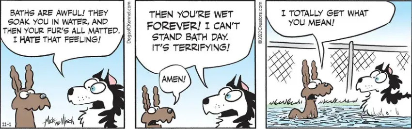 Dogs of C-Kennel for Nov 01, 2022